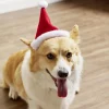 Bonnet pour chien Père Noël L17xH13cm < Gifi Sale