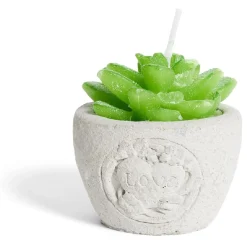 Bougie plante dans pot ciment Ø5xH7cm < Gifi New