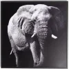 Cadre déco en bois photo éléphant 30x30cm < Gifi Sale