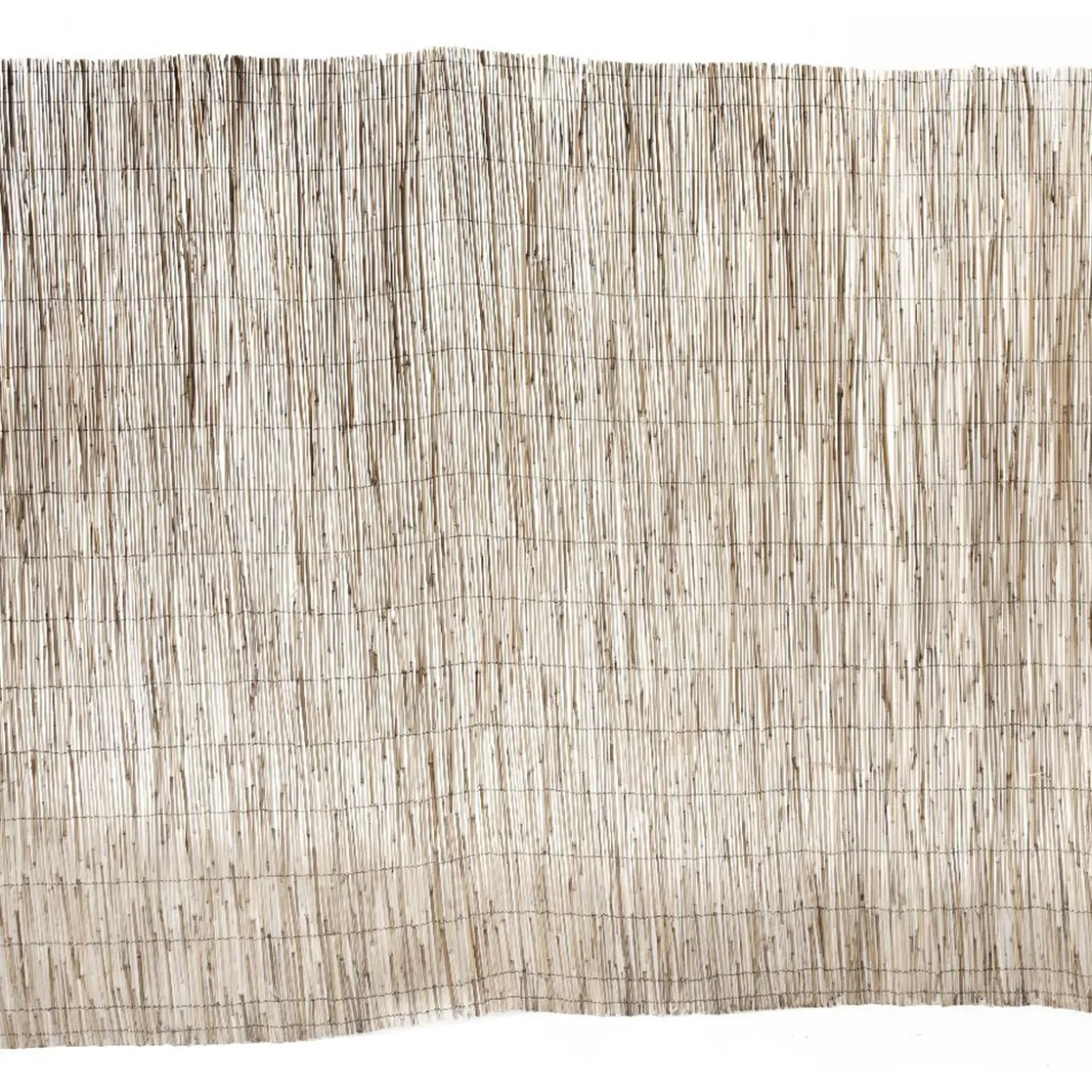 Canisse en paillon de roseaux pelés L500 x H150 cm