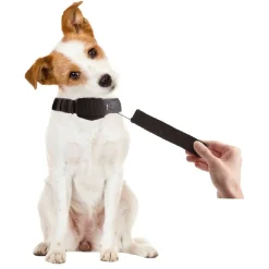 Collier chien laisse intégrée < Gifi New