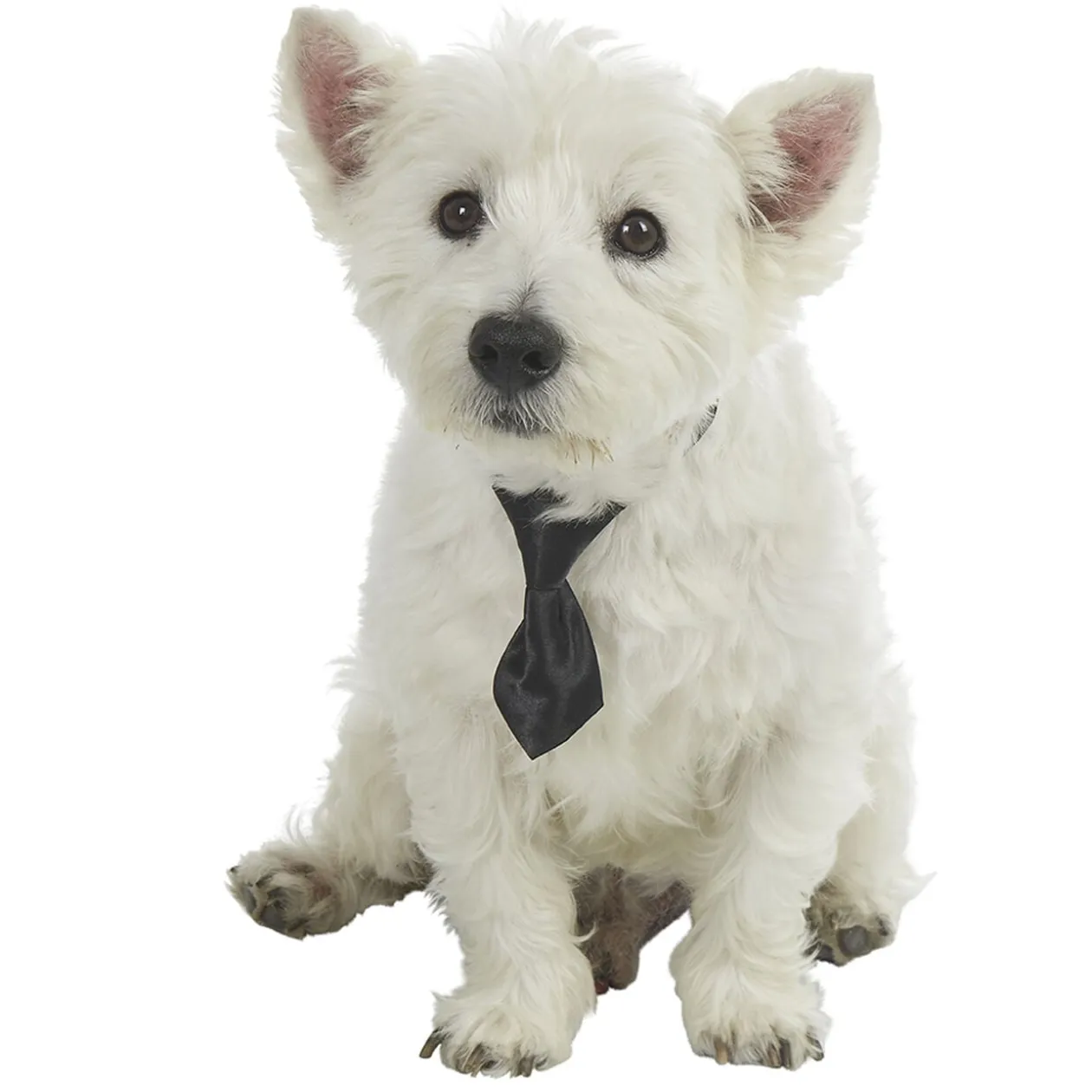 Cravate pour chien noire ou rouge