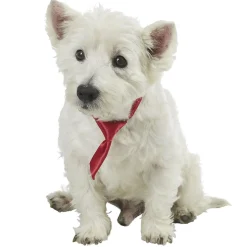 Cravate pour chien noire ou rouge