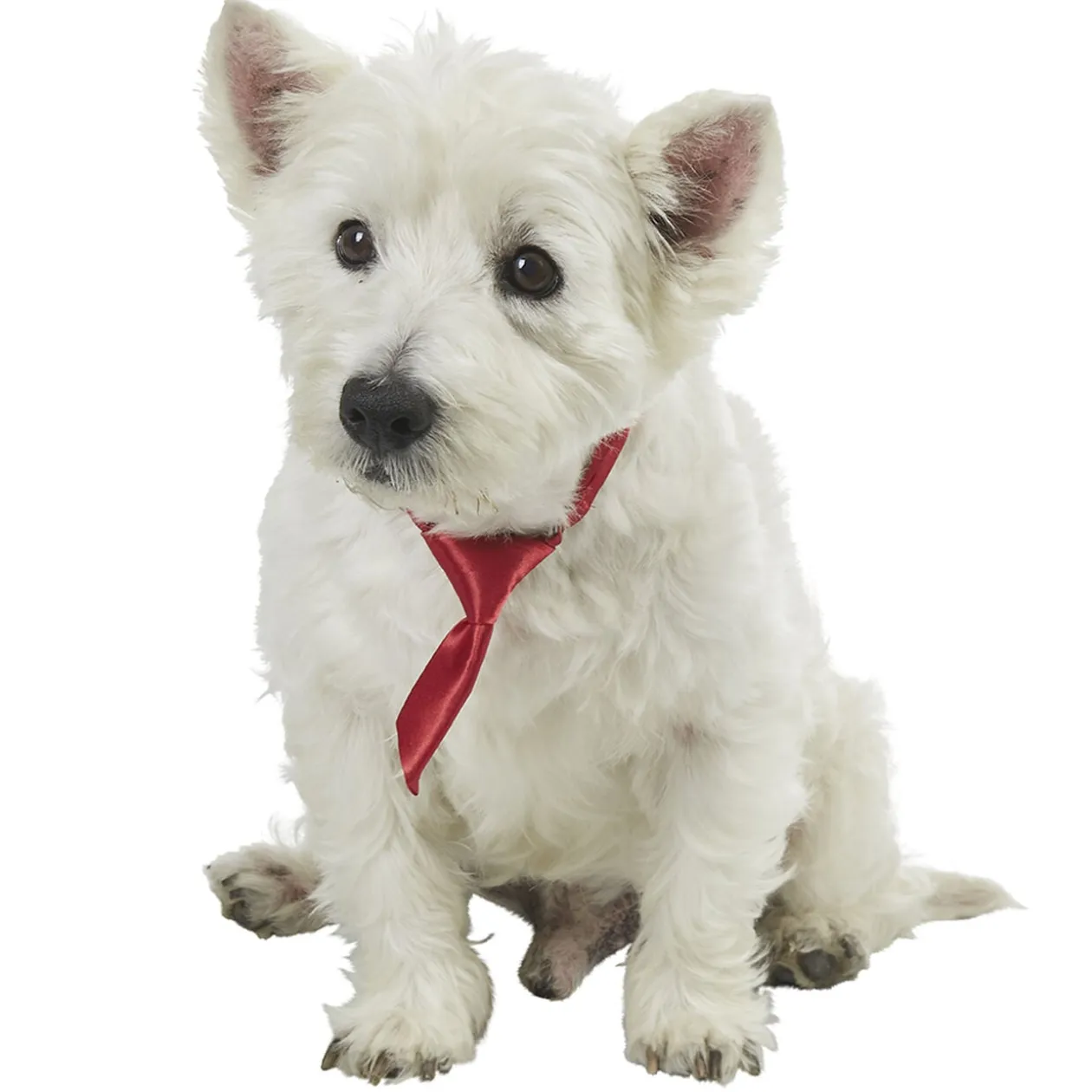 Cravate pour chien noire ou rouge