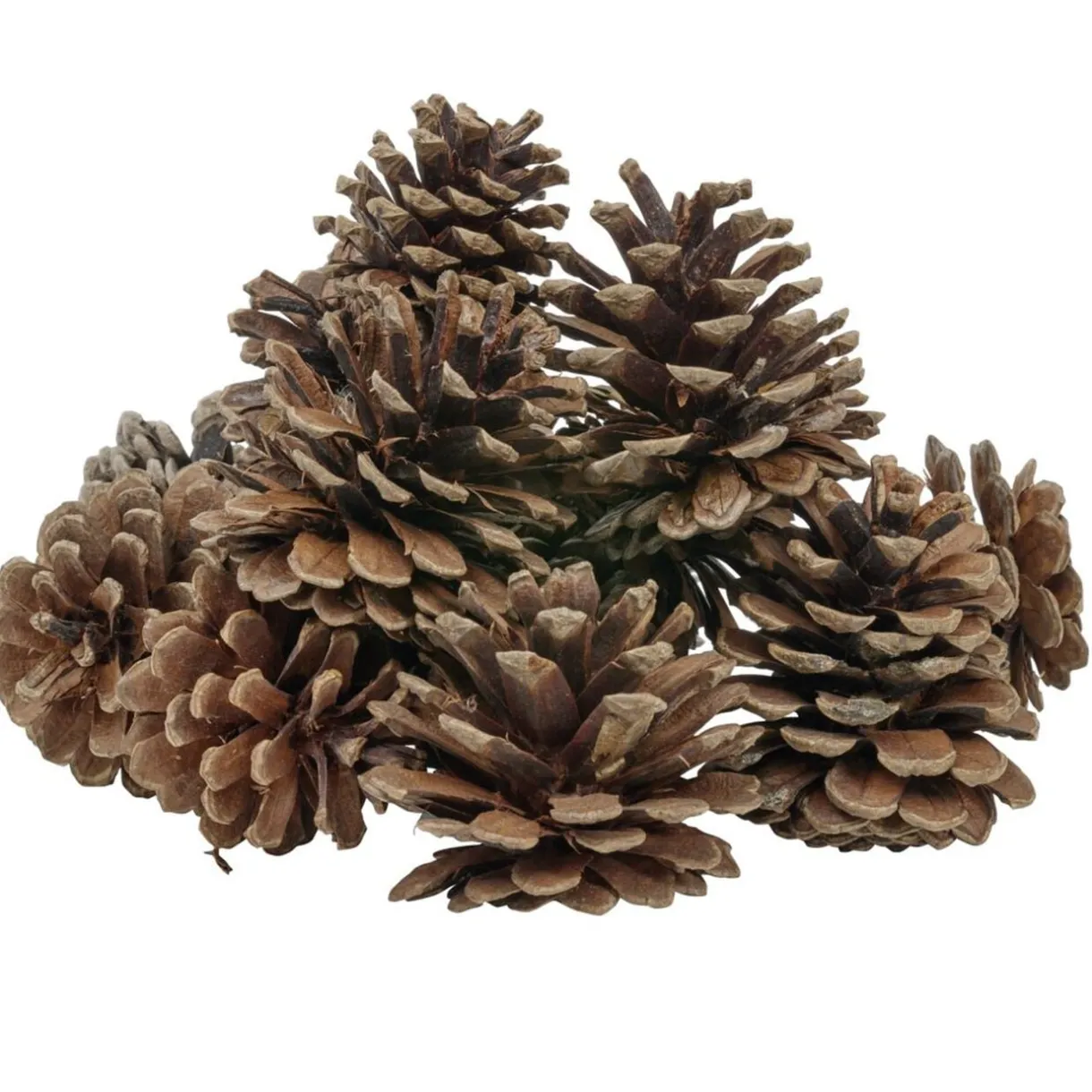 Décoration pomme de pin - Filet de 220g < Gifi Discount