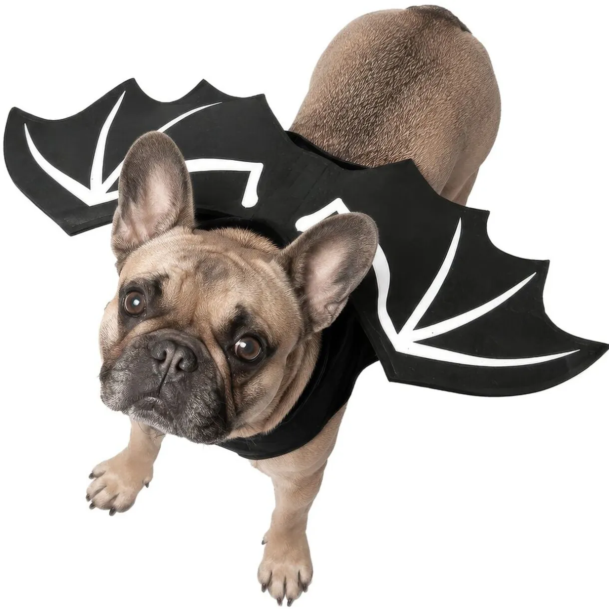 Déguisement chien Halloween ailes de chauve-souris noir L/XL < Gifi