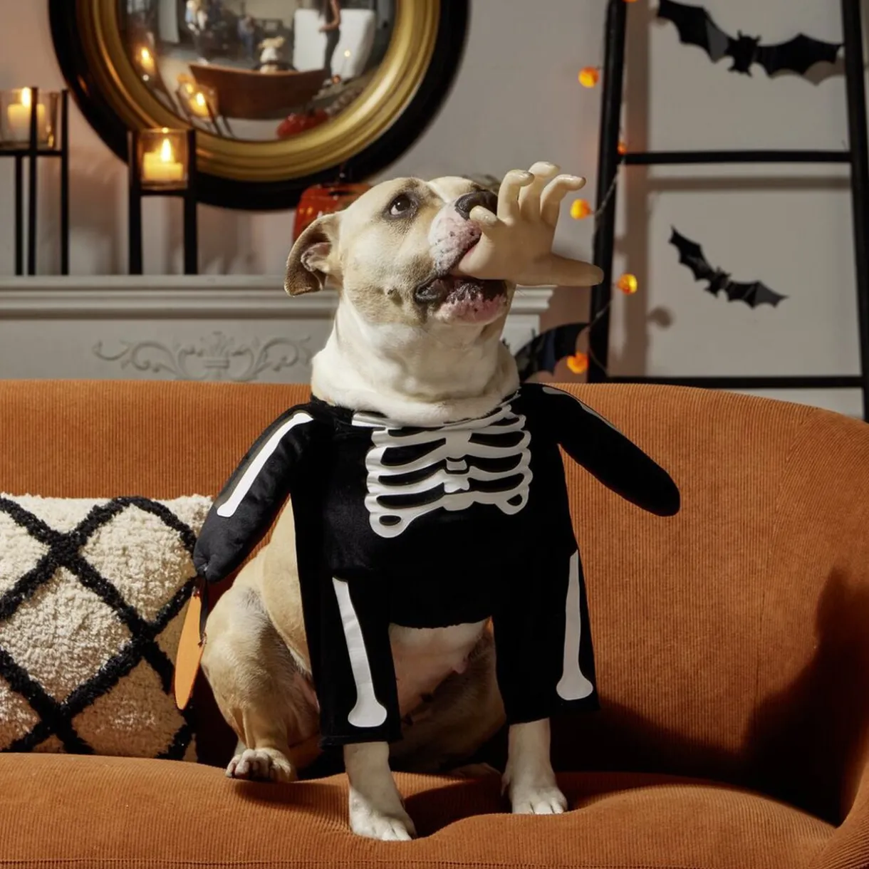 Déguisement pour chien squelette noir et blanc S/M < Gifi Discount