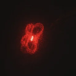 Laser pour chien ou chat avec 5 motifs différents