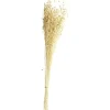 Lin séché naturel beige H60cm