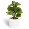 Plante artificielle verte pot ciment blanc Ø12xH28cm < Gifi Hot