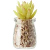 Plante en pot avec cailloux Ø5,5 cm < Gifi