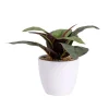 Plante verte artificielle pot blanc H20cm - 2modèles
