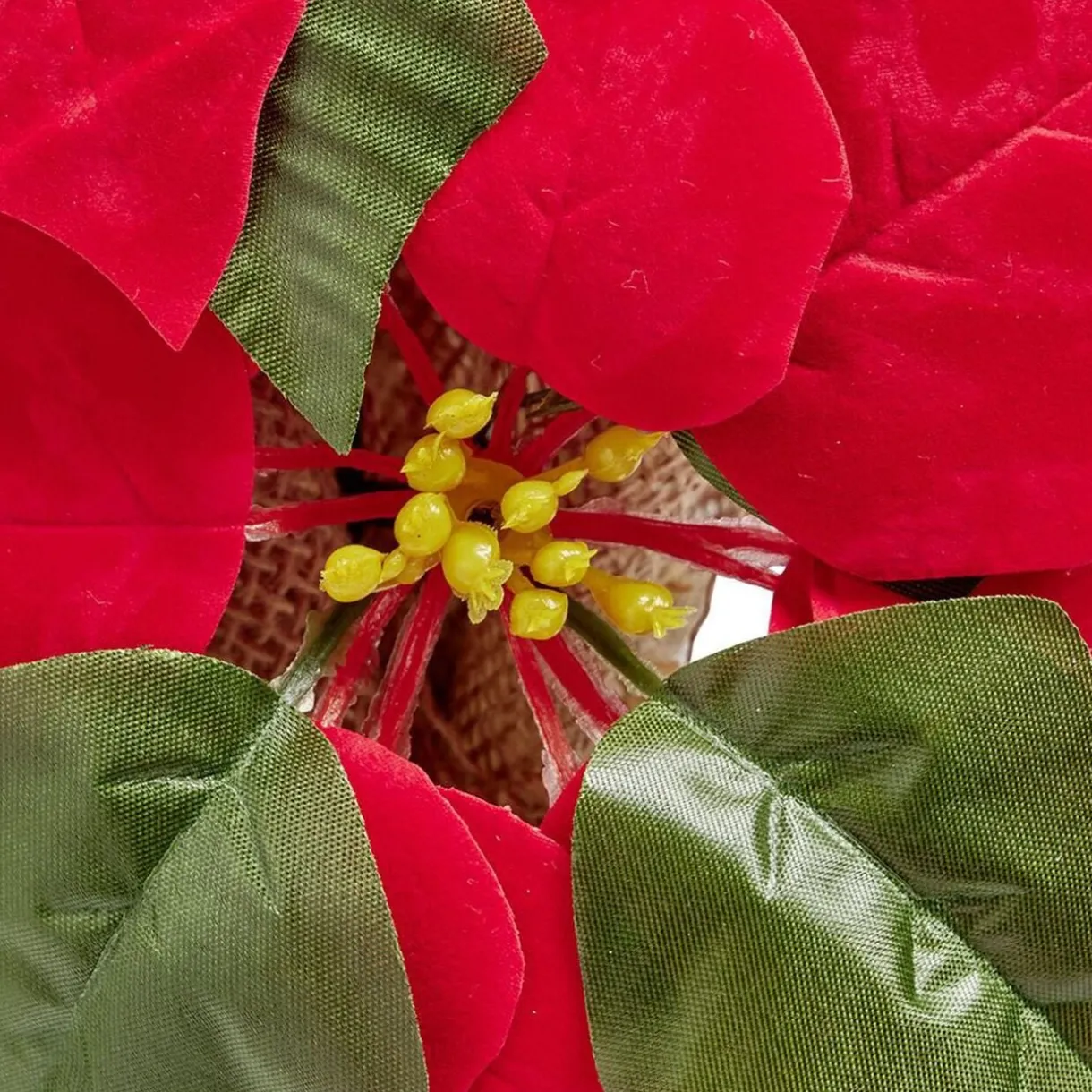 Poinsettia lumineux H23cm < Gifi Discount