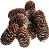 Pomme de pin finition enneigée x10 < Gifi Sale