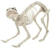 Squelette chat Halloween